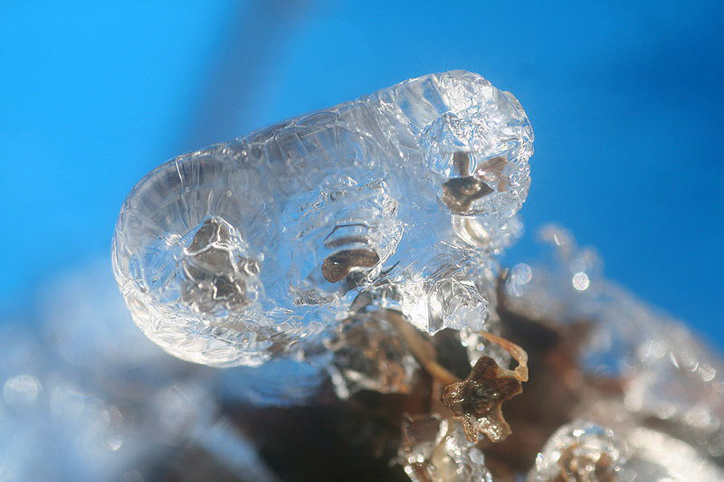 IMG 5554-1
Una planta congelada que ha tomado la forma de E.T.
Esta foto ganó un premio por parte de la Asociació Catalana d'Observadors Meteorologics (ACOM) 
Álbumes del atlas: helada