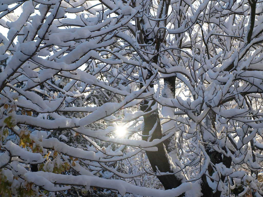 Ramas de nieve
Ramas de árboles nevados
