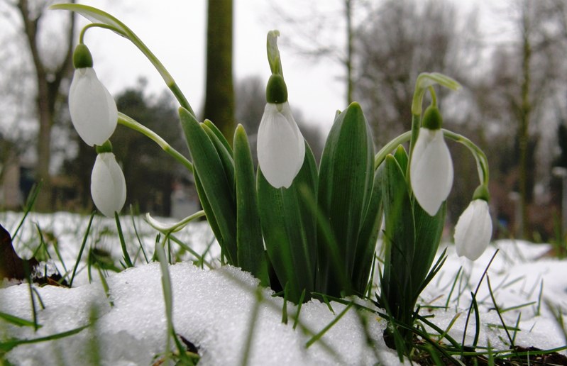 I only know the Dutchname of these flowers : sneeuwklokjes
