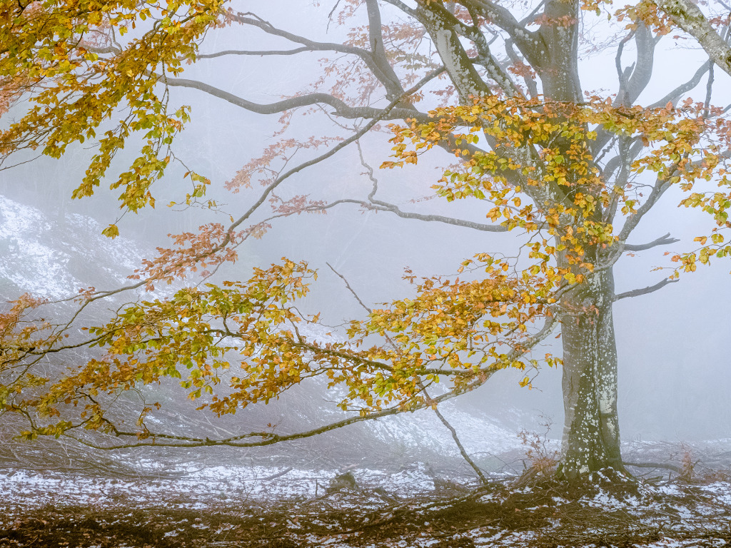 Nieve de otoño
Restos de una ligera nevada del día anterior en el macizo del Puigsacalm (1515m), donde los hayedos todavía mantenían los colores del otoño.
Álbumes del atlas: zfo21
