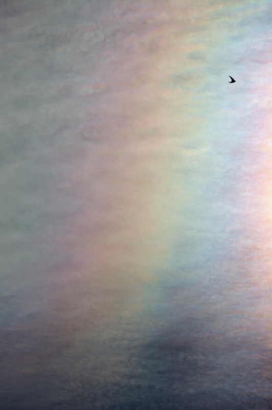 Colores en el cielo
Domingo por la mañana: un manto de nubes altas y unas bellas y potentes irisaciones en el cielo primaveral... y un vencejo que pasaba por allí.
Álbumes del atlas: ZFP14 irisaciones