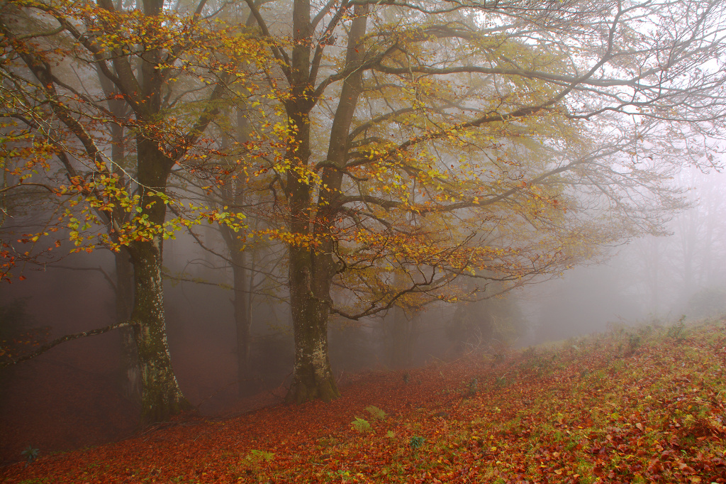 Niebla otoñal
Cuando en otoño se junta la niebla al hayedo, el resultado suele ser espectacular.
Álbumes del atlas: ZFO14 niebla_desde_dentro naturaleza z_top10trim_mtrs
