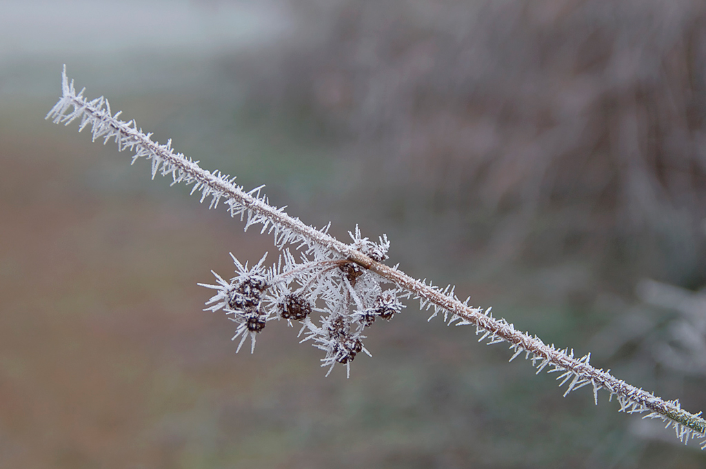 Agujas de hielo
Efecto sobre las plantas de la niebla heladora.
Álbumes del atlas: aaa_atlas