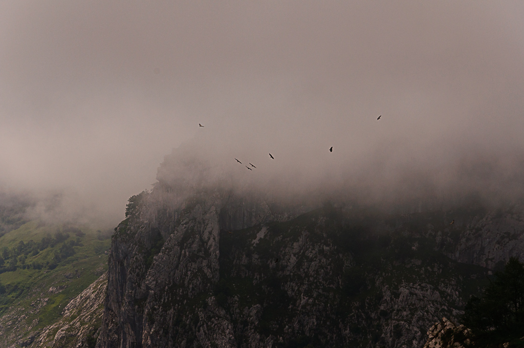 Buitres saliendo de la niebla
En Picos de Europa, haciendo la subida a la Vega de Andón, caminaba entre niebla y al darme la vuelta observe un grupo de buitres dando vueltas mientras descendian de la zona de niebla.
Álbumes del atlas: ZFV14 niebla_desde_dentro