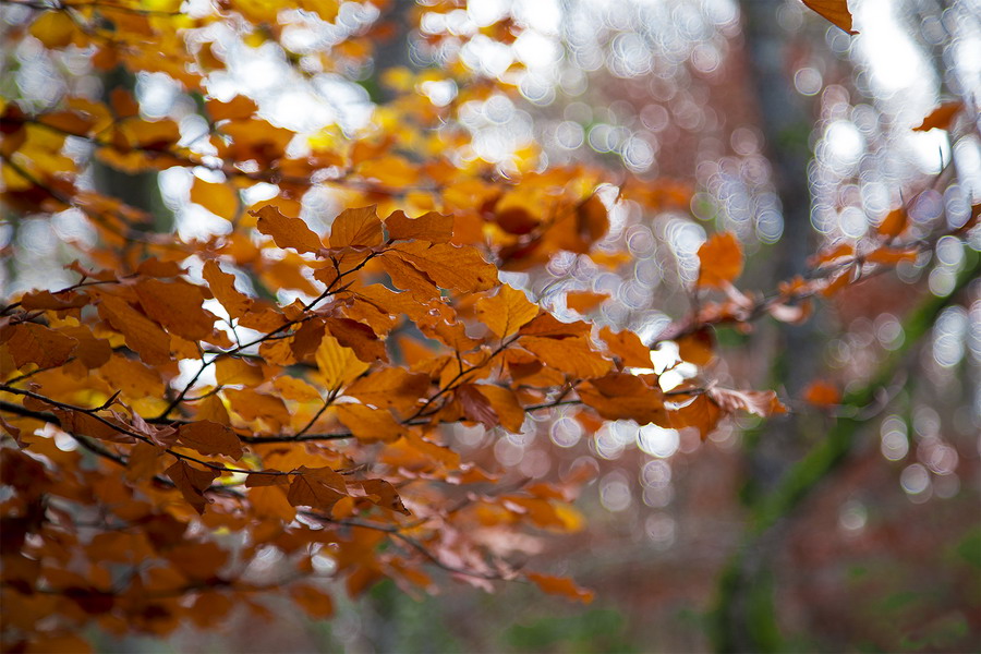 Caducan
Precioso colorido de otoño, pero que por desgracia tiene su tiempo contado…, les queda poco para caer y formar parte del camino.
