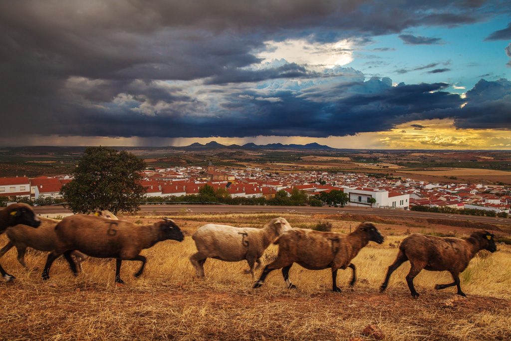 Corre que nos pilla
Nos vamos a Extremadura, tierra de secano, a finales de verano irrumpe una tormenta que hace oscurecer los cielos y las ovejas corren hacia buen recaudo.
Álbumes del atlas: aaa_no_album