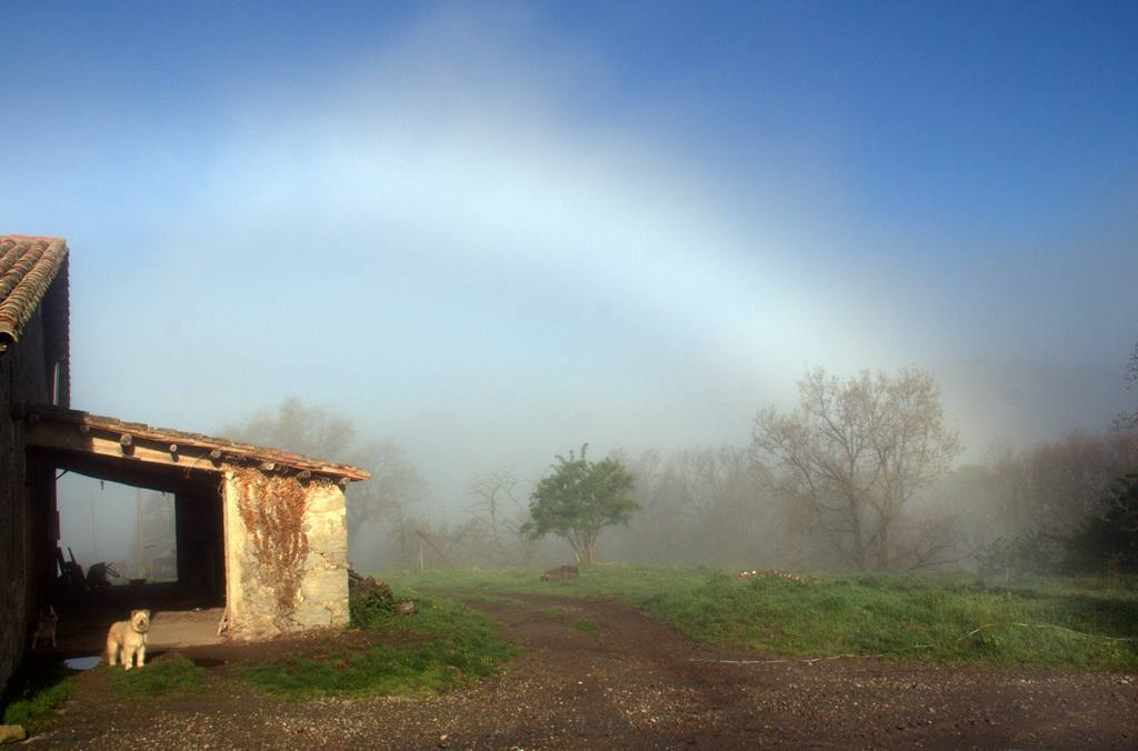 Principio de formación de un arco de niebla.
El día veintitrés de Abril caminando por la zona de Cantonigròs ( Barcelona ) por la mañana i con un sol esplendido, de pronto subió la niebla procedente de las hondonadas de la comarca de Osona i empezó a formar-se este precioso arco de niebla.
