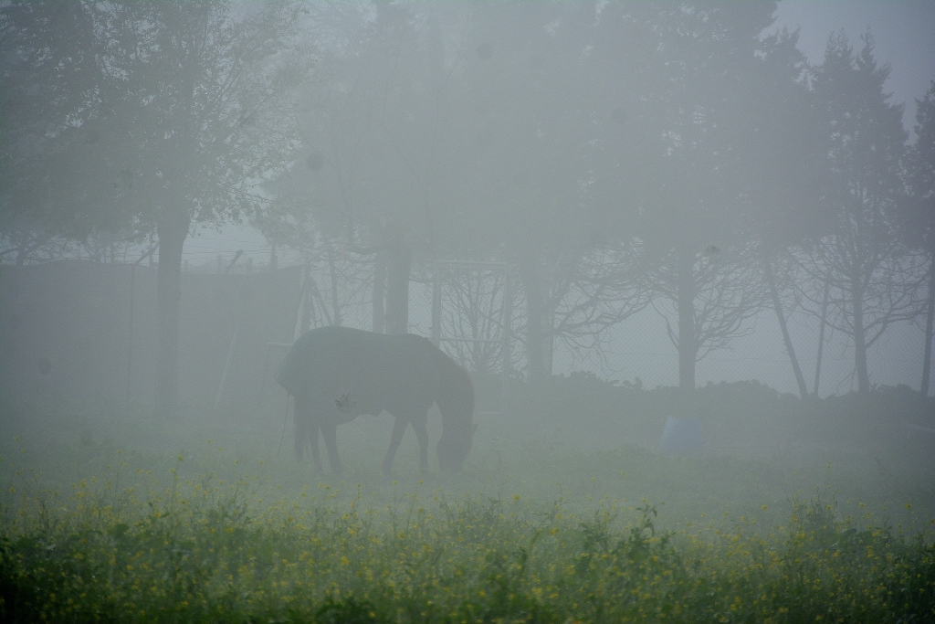 PACIENDO BAJO LA NIEBLA
Salgo al campo para fotografiar la niebla y en una finca veo un caballo pastando
Álbumes del atlas: aaa_borrar