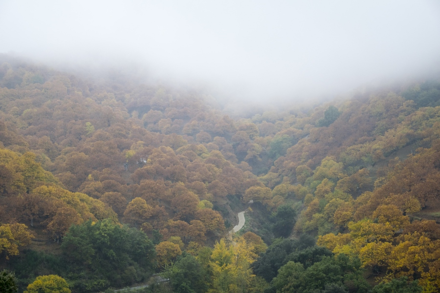 otoño en el valle del genal 
Fotografía en el valle del genal con nubes cubriendo el bosque de castaños .
Álbumes del atlas: aaa_no_album