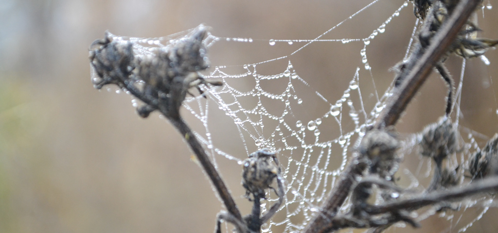 las gotitas tienen tela
tela de araña en arbusto con gotas de agua del rocio o de la niebla que hubo
