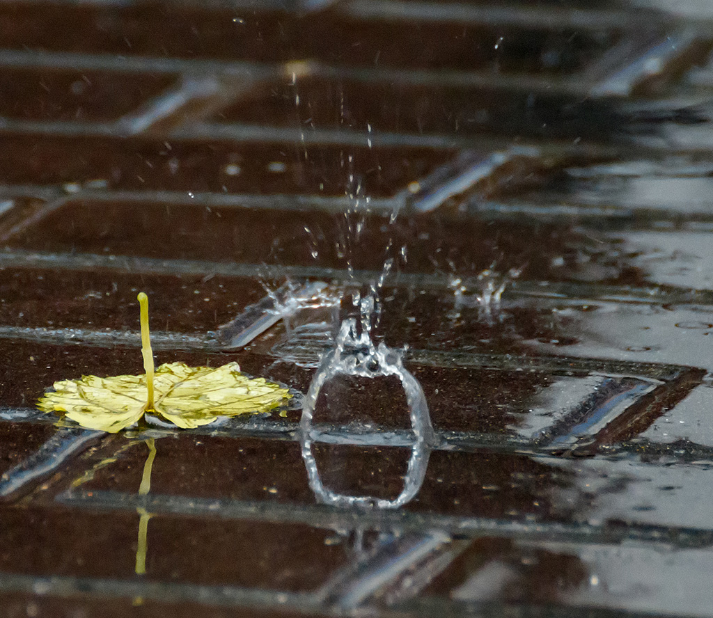 Hoja y lluvia
Hoja en una mañana lluviosa de diciembre.
Álbumes del atlas: aaa_no_album