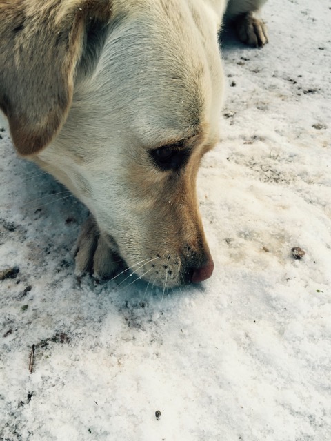 gos a la neu
