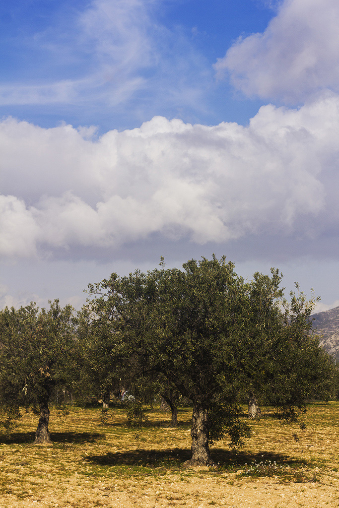Cielo, nubes, olivo y tierra.
Álbumes del atlas: aaa_no_album