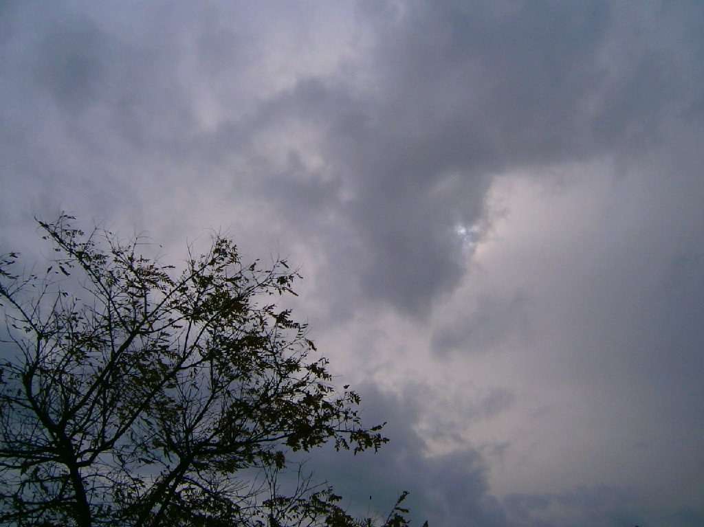 El último arbol
Arbol fotografiado contra luz delante de un cielo gris
Álbumes del atlas: aaa_no_album