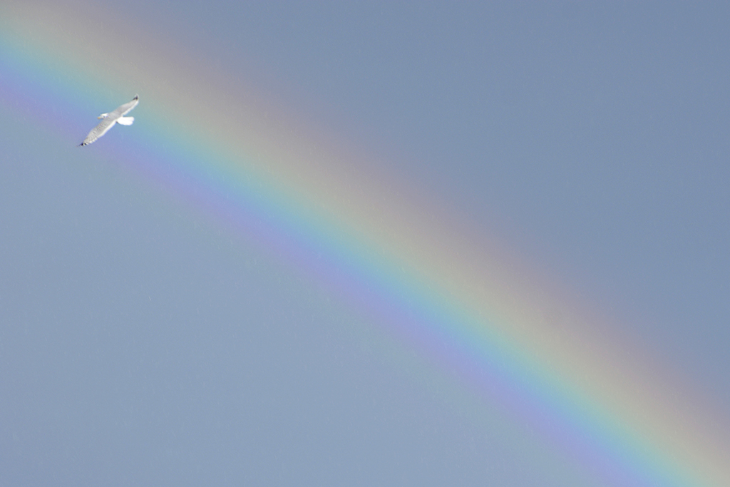 Viaje al arcoiris
Tras salir el arcoíris comencé a hacer fotos y esta gaviota pasó justo por delante

Álbumes del atlas: ZFI18 arco_iris_primario
