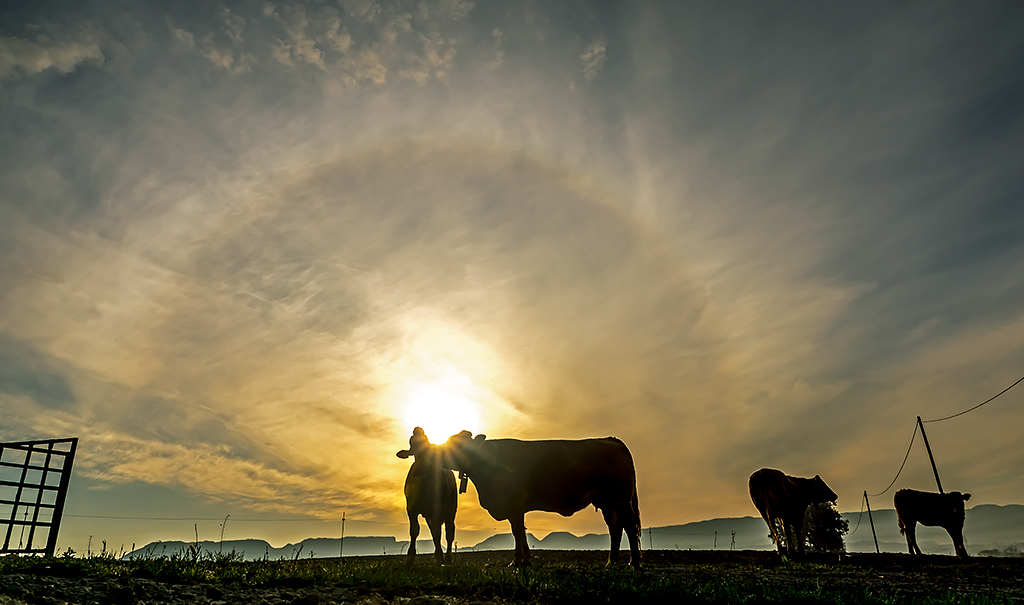 Madre e hija observan un halo solar
Amanecer con nubes finas, al salir el sol se entreveía un halo, un fenómeno óptico que consiste en círculo alrededor del sol.  La vaca pastando  parecía que lo saludaban.
