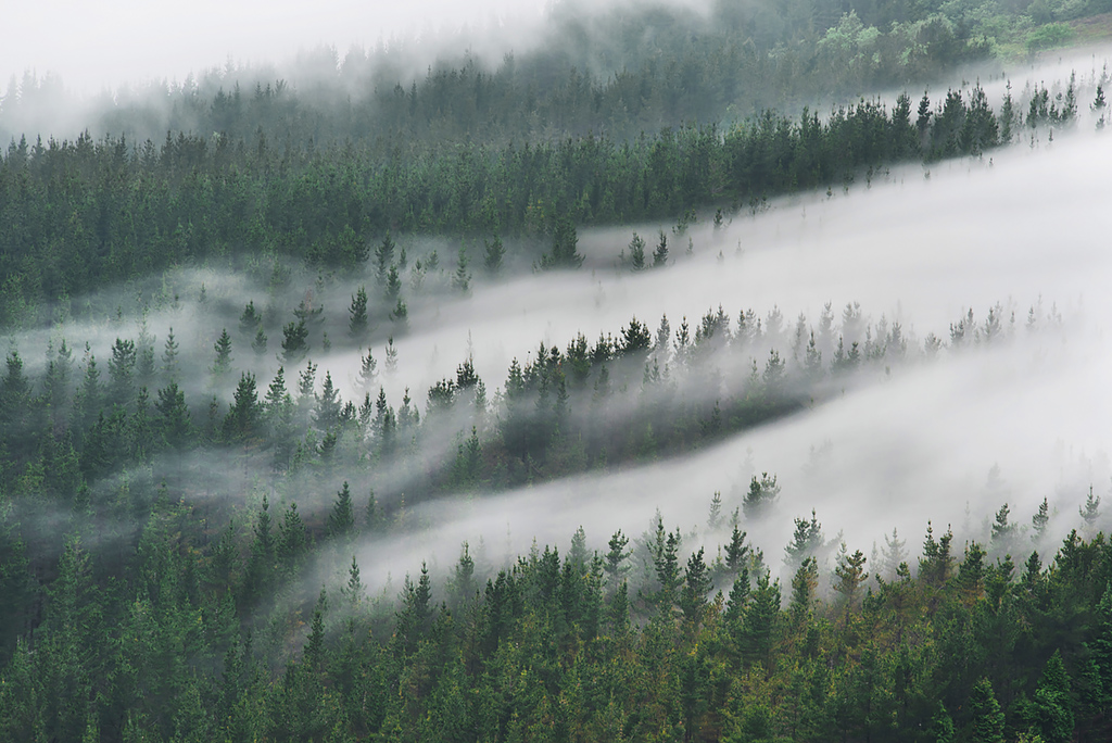 El baile de la niebla
Fotografía tomada al atardecer de 2,5 segundos de exposición de los bosques cercanos al monte Oiz, Vizcaya. Las lenguas de niebla iban penetrando en el bosque dejando una bonita estampa.
