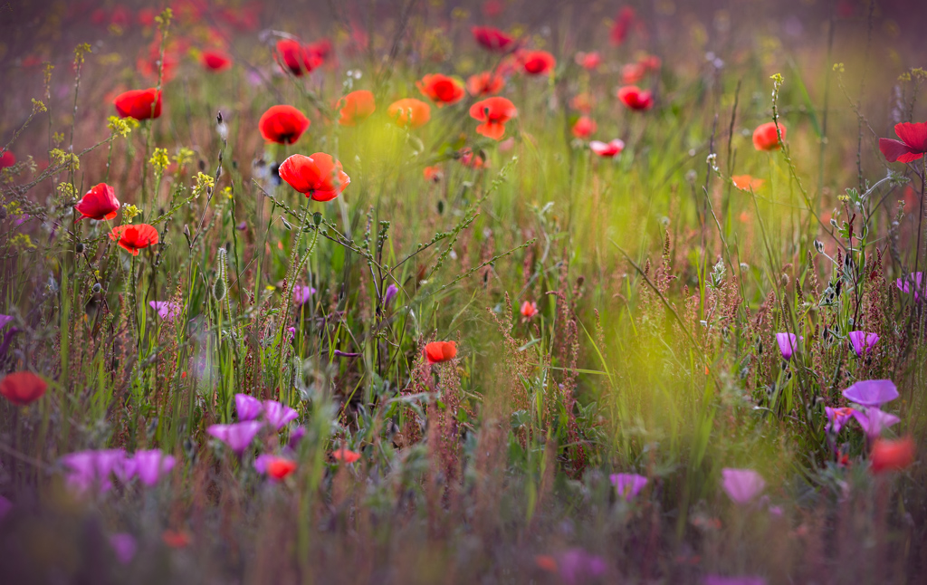 Todos los colores
Un campo lleno de diferentes flores y de todos los colores... Sumergido en su hábitat y recreándome con el enfoque y desenfoque.
