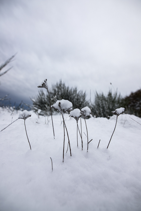 Primeras Nieves
Plantas silvestres bajo las primeras nieves
