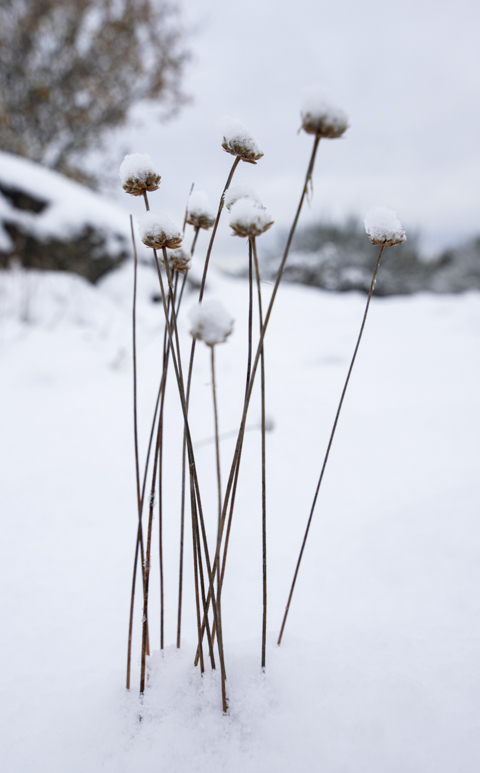 Primeras Nieves 2
Plantas silvestres bajo las primeras nieves del año
Álbumes del atlas: aaa_no_album