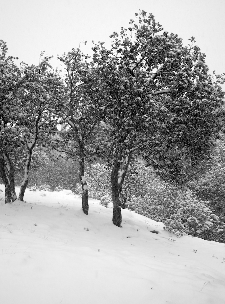 Invierno Terulense
Esta foto fue tomada en la localidad Monroyo, provincia de Teruel, en el apogeo de la borrasca Gloria que tanta nieve dejó en esta zona. Por la mañana todo estaba recubierto de un precioso manto blanco.
Álbumes del atlas: aaa_no_album