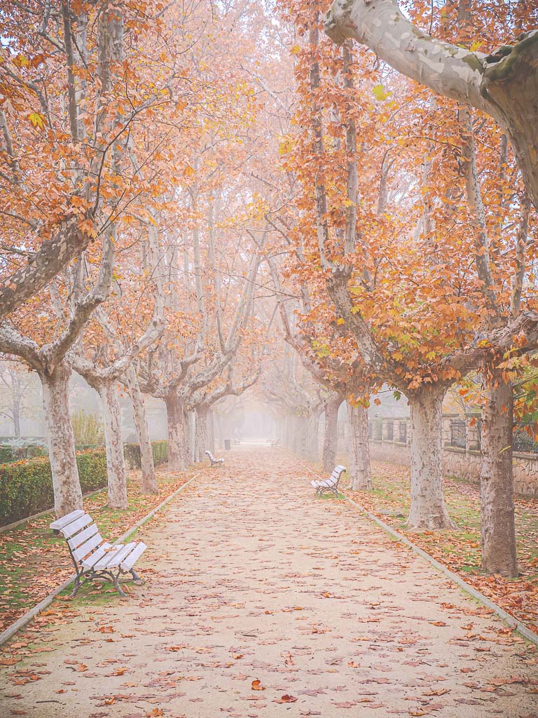"Niebla en el Parque Grande"
Día de densa niebla en el mes de diciembre, paseando por el Parque Grande de Zaragoza, lo que permite disfrutar de imágenes que parecen sacadas de un cuento. 

