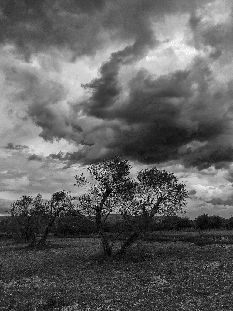 Campo de nubes
Nubes bajas sobre un campo de olivos
