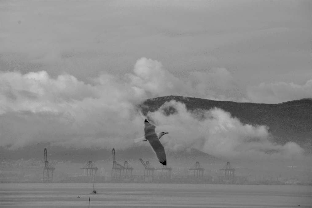 Nubes bajas
Nubes baja sobre la Bahía de algeciras con una gaviota volando en primer plano
