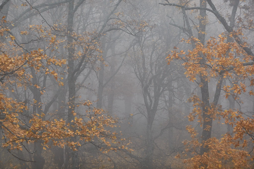 Niebla de otoño

