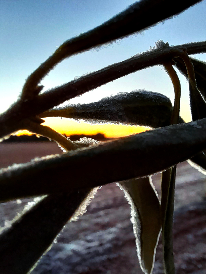 PINCELADA DE COLOR
Fotografía que captura el amanecer de cielos despejados a través de un olivo con ramas congeladas por la las temperaturas bajo cero de la noche anterior.
Álbumes del atlas: aaa_no_album