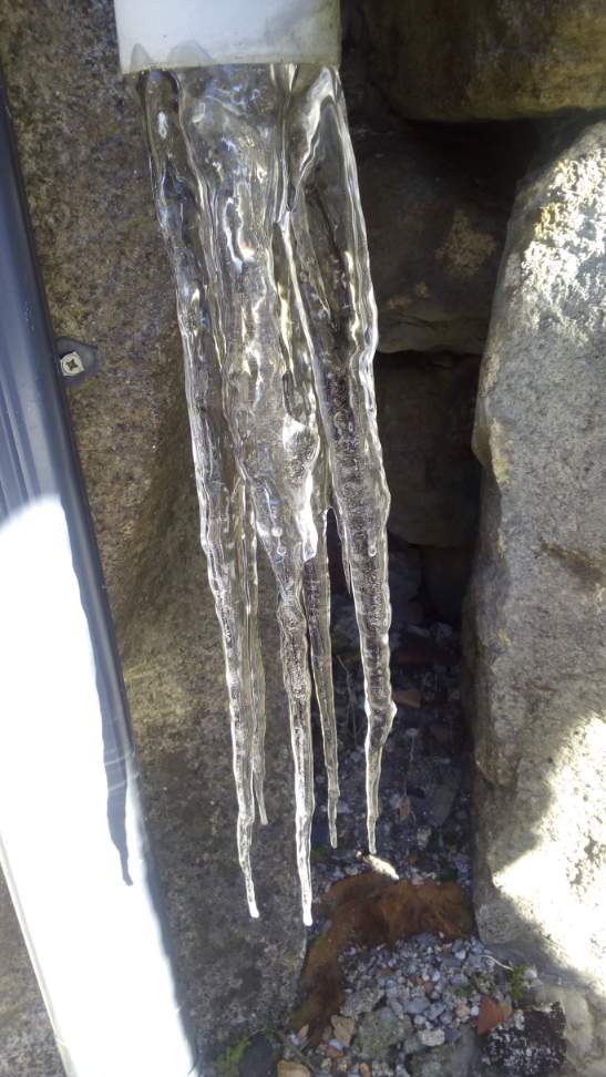 Tentáculos de hielo 
carambanos recrecidos en un bajante de tejado
