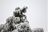 Nieve en la picota del pino