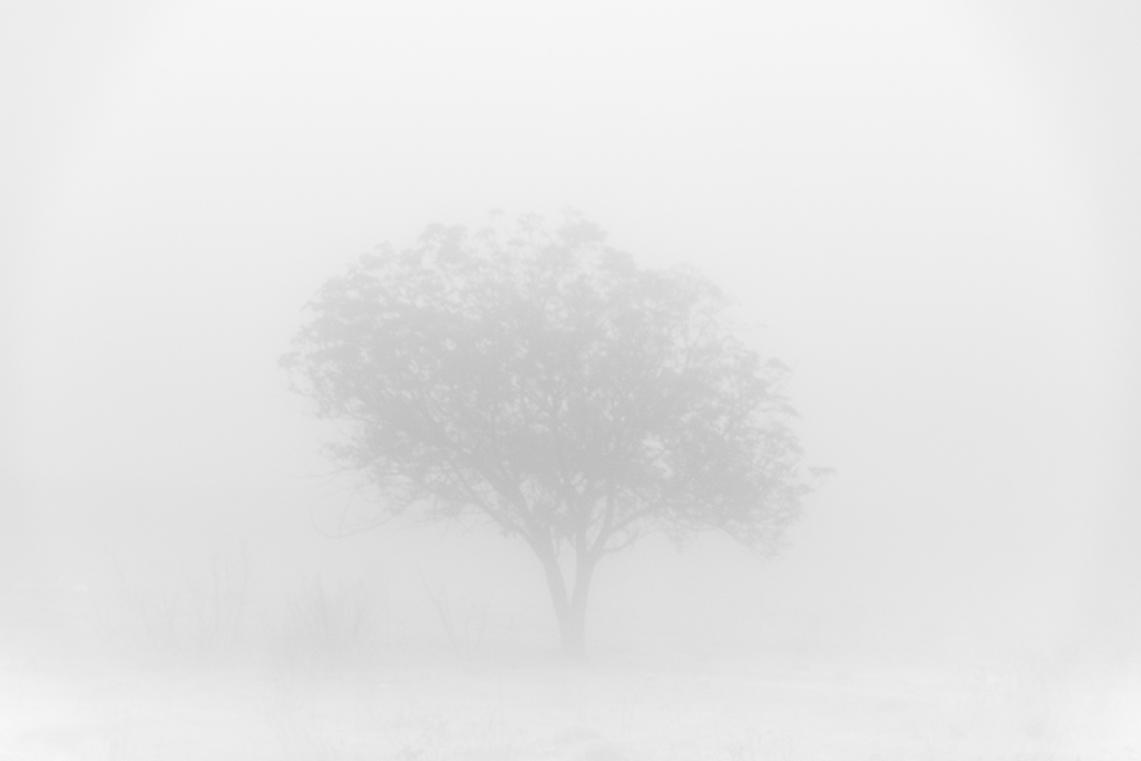 Días de niebla
Cuando la niebla cae en Mérida con su espeso manto sobre finales de noviembre y diciembre, a esa niebla que sólo permite ver siluetas se le conoce como las nieblas de la Martir, debido a una curiosa leyenda de época romana...

