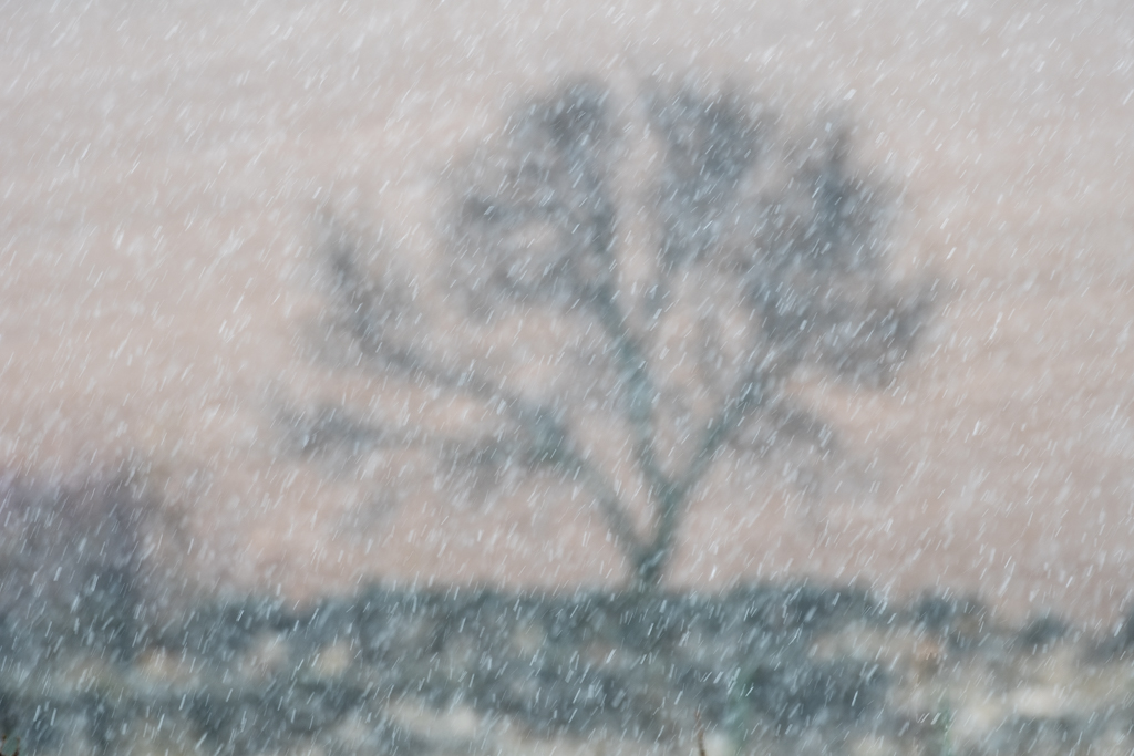 NIEVA 2
Captura de los copos de nieve con árbol desenfocado al fondo.
