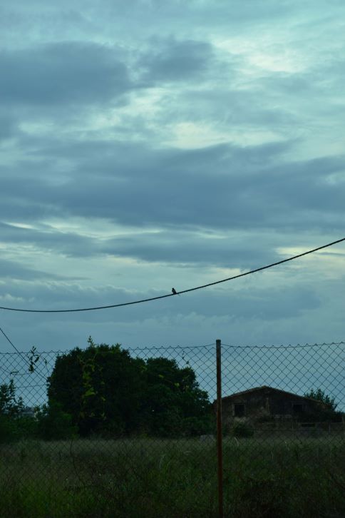 Pájaro contra el mar de nubes
Realizada por la tarde, enfrente de la Iglesia del Lidón (Castellón de la Plana) hay un descampado donde había una urraca en los cables de la luz y detrás suya el cielo estaba nublado.
