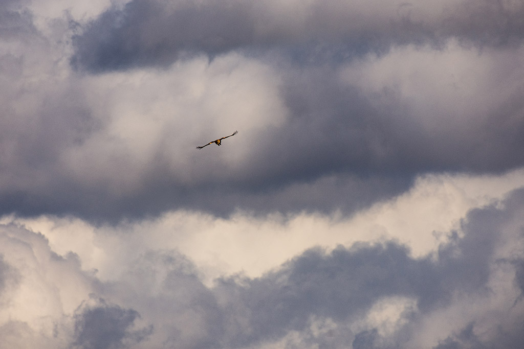 Vuelo de altura
Un milano real vuela entre unas espectaculares nubes, en las afueras de Logroño, La Rioja
