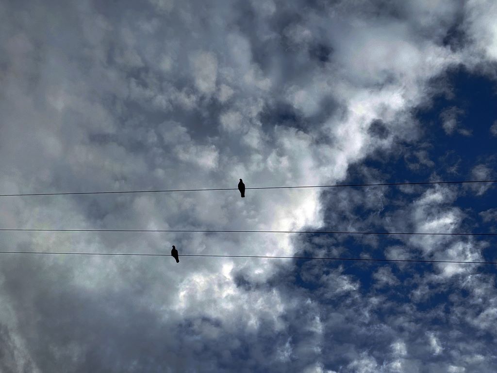 palomas en las nubes 
Una tarde muy fría de otoño, con pronóstico de lluvia, ellas estaban ahí posadas sobre el cable de tensión, esperando a que llegue el agua. 
