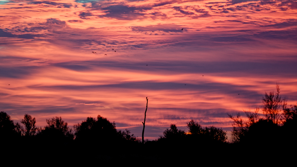 Amanecer granate
Amanecer nublado que junto con la salida del Sol hace que el cielo se torne hacia colores rojo. Espectacular y precioso junto con los sonidos de las aves.
