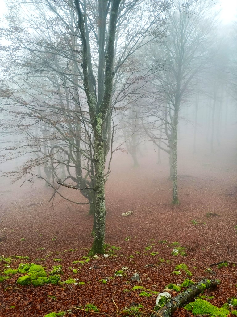 Niebla entre los arboles (3)
Paisaje mágico de otoño en zona de bosque con la hojarasca y la niebla.
Álbumes del atlas: zzzznopre
