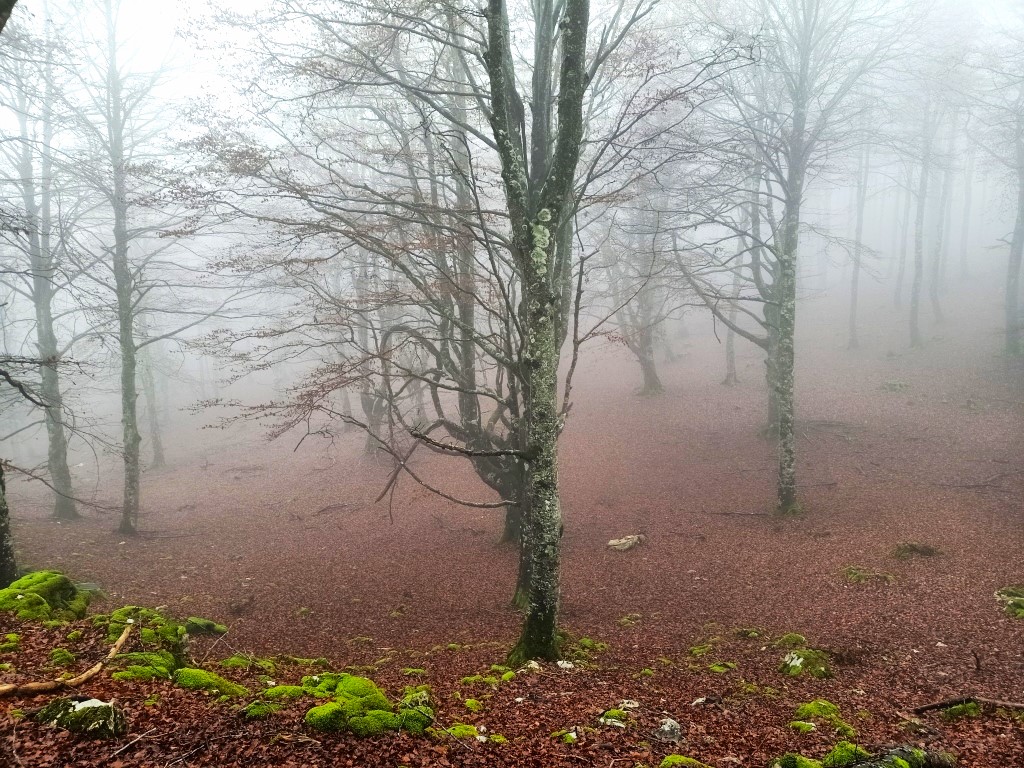 Niebla entre los arboles (4)
Paisaje mágico de otoño en zona de bosque con la hojarasca y la niebla.
