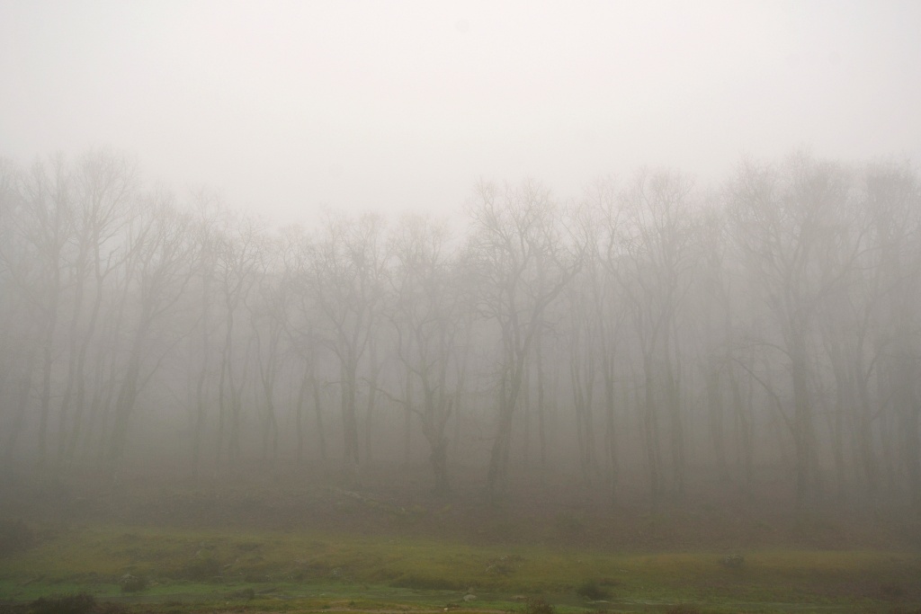 Niebla en El Piélago
Día de niebla en el bosque denominado El Piélago, de Navamorcuende (Toledo).
