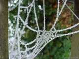 "Frost on a Spider Web"