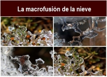 La_macrofusion_de_la_nieve.txt