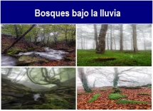 Bosques_bajo_la_lluvia.txt