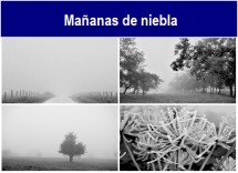 Mananas_de_niebla.txt