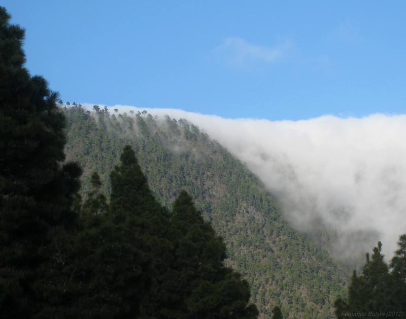 Detalle del borde la cascada de nubes
Se observa cómo ésta se cuela entre los pinos en su parte iizquierda, por donde es más delagada.
