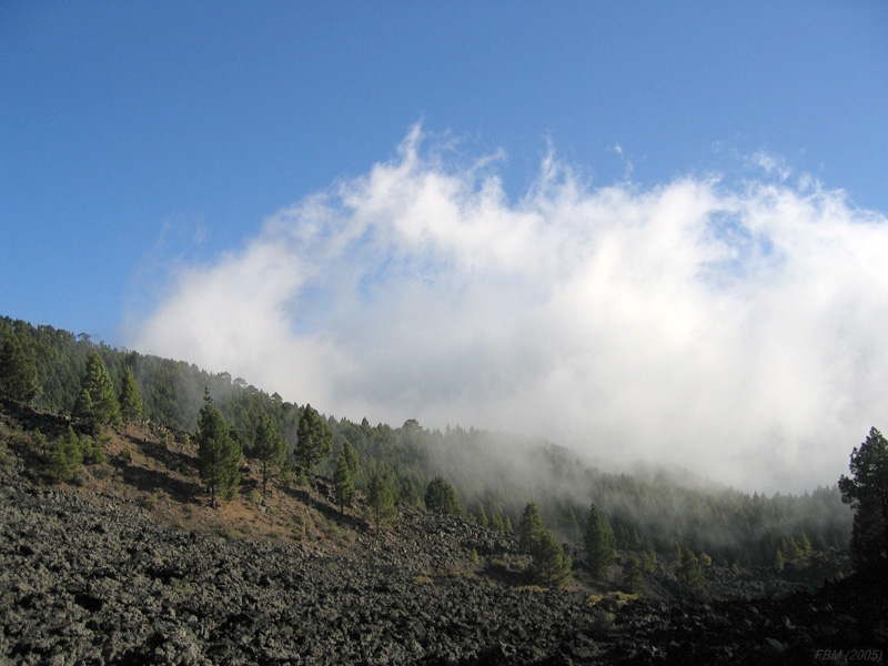 Stratus fractus
"Ascendiendo entre los pinos y la lava". Jirones de nubes deshilachados ascendiendo por la ladera poblada de pinos a ambos lados de una corriente de lava de la erupción volcánica de 1949 en la zona del Llano del Banco, a unos 1200 msnm en el Oeste de La Palma.  
