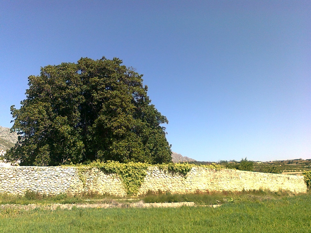 Precioso ficus captado en un día claro y soleado
