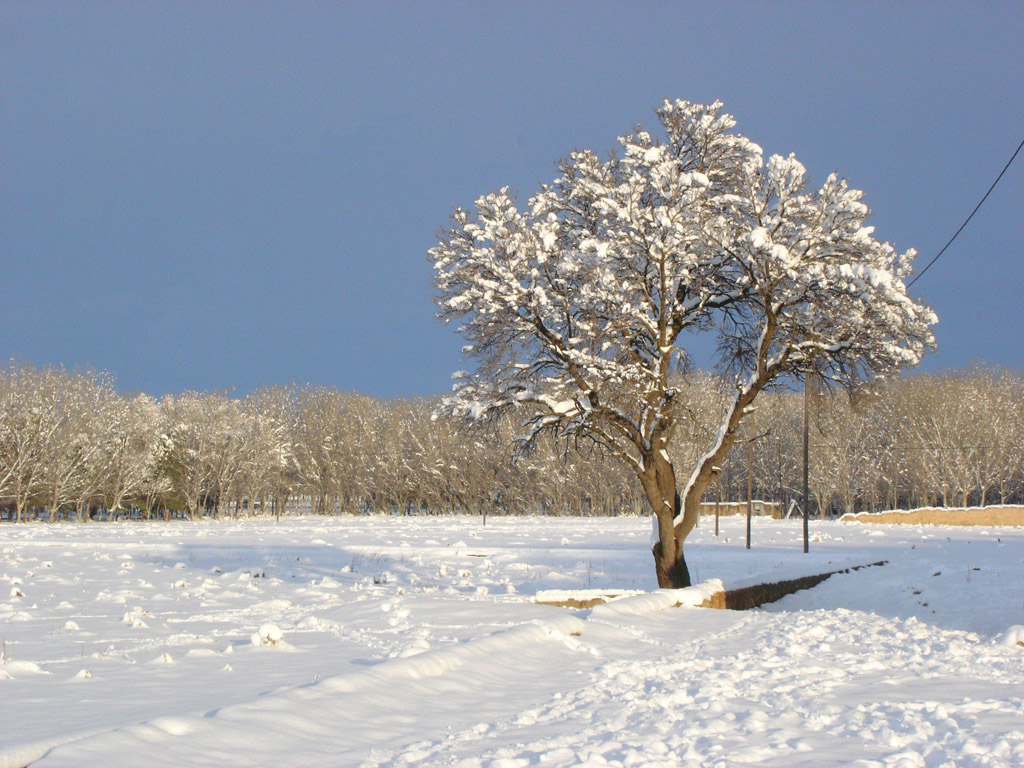 Almendro nevado
Almendro en las afueras de Almansa en la nevada del 28 de Enero de 2006 cuando se registaron más de 25 cm de espesor en plena ciudad .
Álbumes del atlas: paisaje_nevado