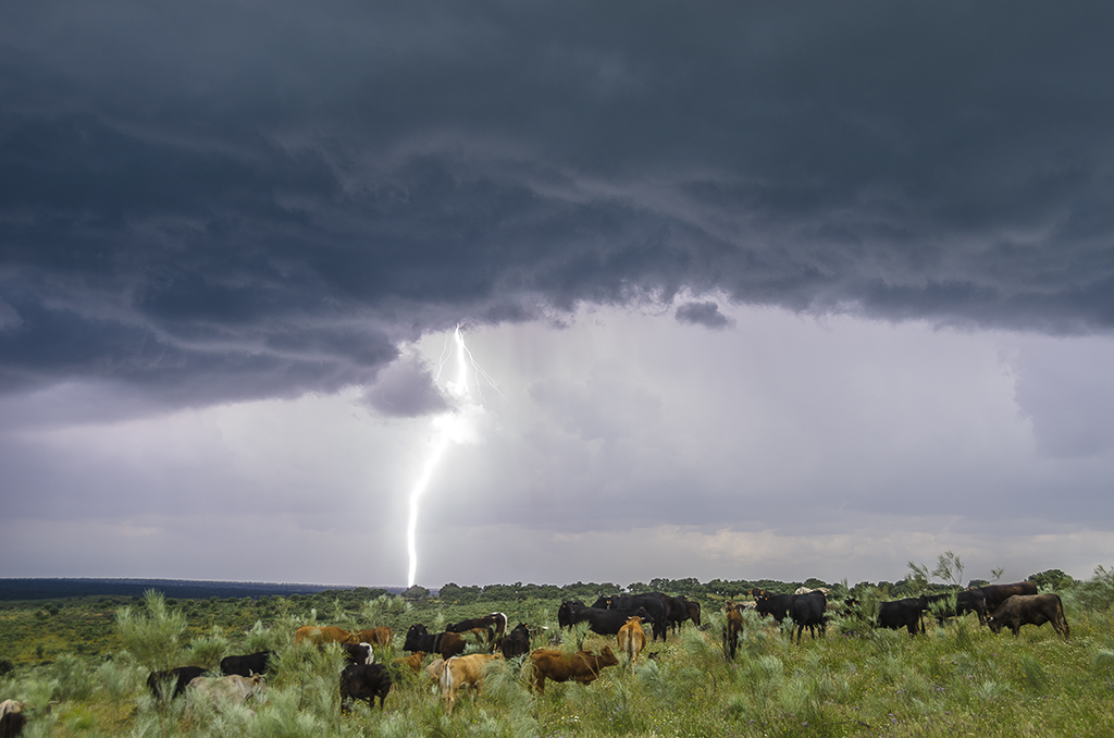 Vacas vrs tormenta
Extremadura con sus paisajes encantadores y uno de esos días de tormenta de este tormentoso Mayo 2018.
Estuve buscando esta foto durante un tiempo, hasta que hubo suerte.

